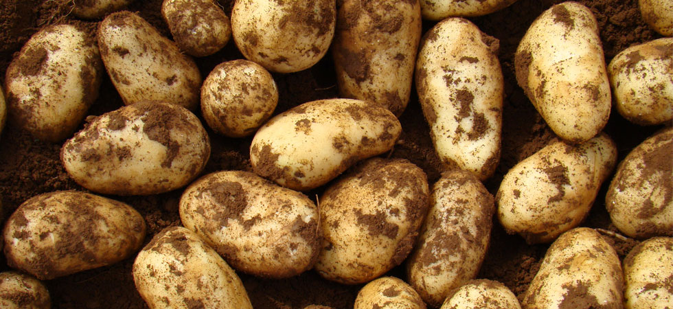 cultivo de papas