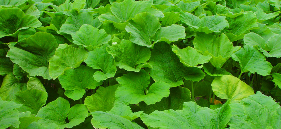 Productos Química Agronómica de México