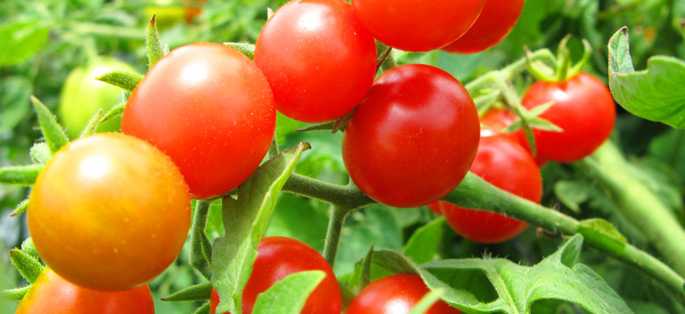 Productos Química Agronómica de México