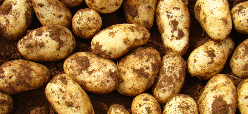 Productos Química Agronómica de México