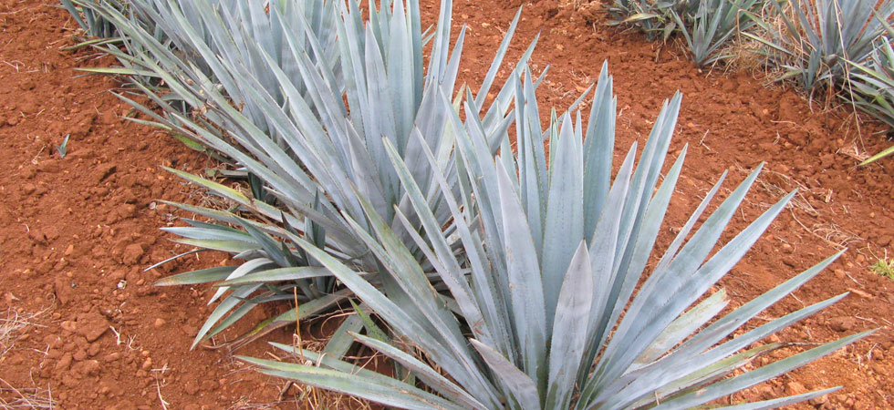 Productos Química Agronómica de México